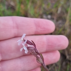 Silene gallica (French Catchfly) at Bungendore, NSW - 18 Nov 2022 by clarehoneydove