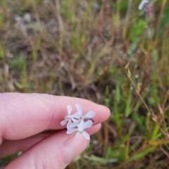 Silene gallica at Bungendore, NSW - 18 Nov 2022