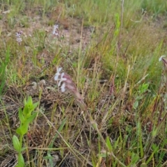 Silene gallica at Bungendore, NSW - 18 Nov 2022