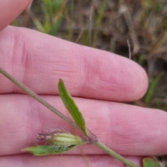 Silene gallica at Bungendore, NSW - 18 Nov 2022 06:08 PM