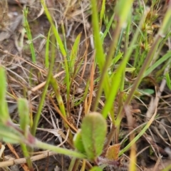 Silene gallica at Bungendore, NSW - 18 Nov 2022