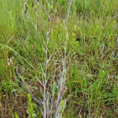 Senecio quadridentatus (Cotton Fireweed) at Bungendore, NSW - 18 Nov 2022 by clarehoneydove
