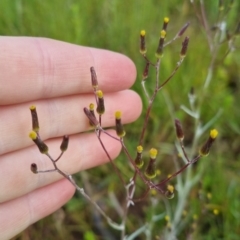 Senecio quadridentatus at Bungendore, NSW - 18 Nov 2022