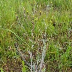 Senecio quadridentatus at Bungendore, NSW - 18 Nov 2022