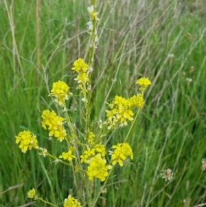 Sisymbrium officinale at Bungendore, NSW - 18 Nov 2022 06:10 PM