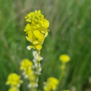 Sisymbrium officinale at Bungendore, NSW - 18 Nov 2022 06:10 PM