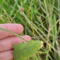 Sisymbrium officinale at Bungendore, NSW - 18 Nov 2022 06:10 PM