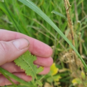 Sisymbrium officinale at Bungendore, NSW - 18 Nov 2022 06:10 PM