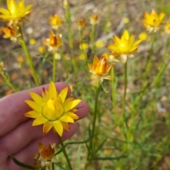 Xerochrysum viscosum (Sticky Everlasting) at Bungendore, NSW - 18 Nov 2022 by clarehoneydove