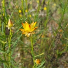 Xerochrysum viscosum at Bungendore, NSW - 18 Nov 2022 06:15 PM