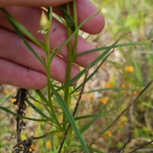 Xerochrysum viscosum at Bungendore, NSW - 18 Nov 2022 06:15 PM