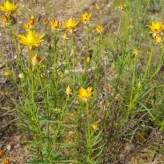 Xerochrysum viscosum at Bungendore, NSW - 18 Nov 2022 06:15 PM