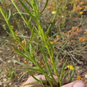 Xerochrysum viscosum at Bungendore, NSW - 18 Nov 2022 06:15 PM