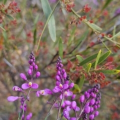 Comesperma ericinum (Heath Milkwort) at Bungendore, NSW - 18 Nov 2022 by clarehoneydove