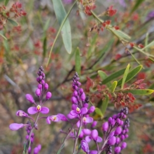 Comesperma ericinum at Bungendore, NSW - 18 Nov 2022