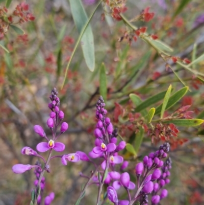 Comesperma ericinum (Heath Milkwort) at Bungendore, NSW - 18 Nov 2022 by clarehoneydove