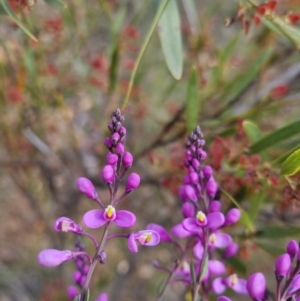 Comesperma ericinum at Bungendore, NSW - 18 Nov 2022