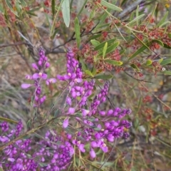 Comesperma ericinum at Bungendore, NSW - 18 Nov 2022