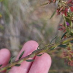 Comesperma ericinum at Bungendore, NSW - 18 Nov 2022