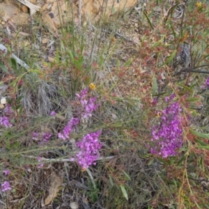 Comesperma ericinum at Bungendore, NSW - 18 Nov 2022