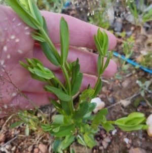 Centaurium sp. at Bungendore, NSW - 18 Nov 2022