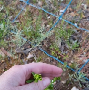 Centaurium sp. at Bungendore, NSW - 18 Nov 2022