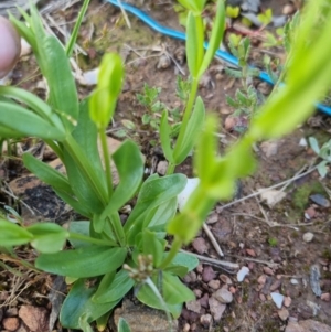 Centaurium sp. at Bungendore, NSW - 18 Nov 2022