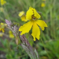 Goodenia paradoxa (Spur Goodenia) at Bungendore, NSW - 18 Nov 2022 by clarehoneydove