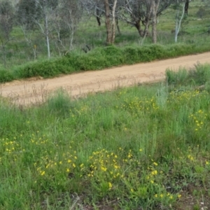 Velleia paradoxa at Bungendore, NSW - 18 Nov 2022