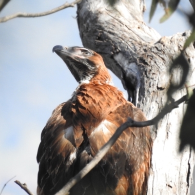 Aquila audax (Wedge-tailed Eagle) at McQuoids Hill - 18 Nov 2022 by HelenCross