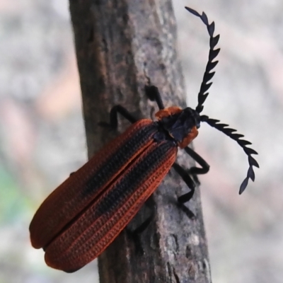 Trichalus sp. (genus) (Net-winged beetle) at Paddys River, ACT - 18 Nov 2022 by JohnBundock