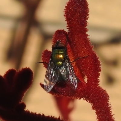 Unidentified True fly (Diptera) at Wanniassa, ACT - 17 Nov 2022 by JohnBundock