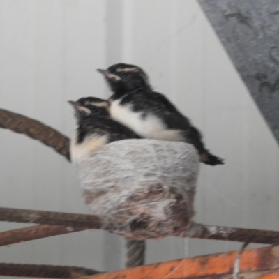Rhipidura leucophrys (Willie Wagtail) at Lions Youth Haven - Westwood Farm A.C.T. - 18 Nov 2022 by HelenCross