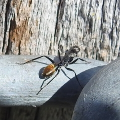 Camponotus aeneopilosus (A Golden-tailed sugar ant) at Kambah, ACT - 18 Nov 2022 by HelenCross