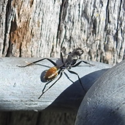 Camponotus aeneopilosus (A Golden-tailed sugar ant) at Kambah, ACT - 18 Nov 2022 by HelenCross