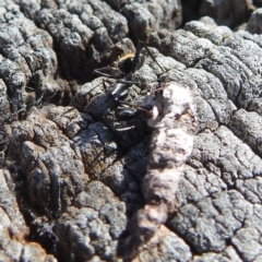 Camponotus aeneopilosus at Kambah, ACT - 18 Nov 2022