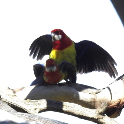 Platycercus eximius (Eastern Rosella) at McQuoids Hill - 18 Nov 2022 by HelenCross