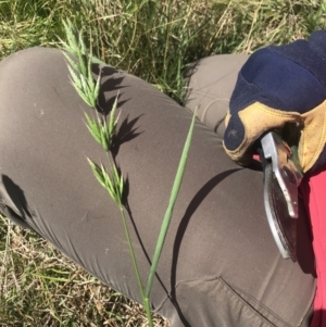 Bromus hordeaceus at Griffith, ACT - 19 Nov 2022