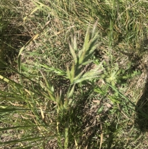 Bromus hordeaceus at Griffith, ACT - 19 Nov 2022 06:39 AM