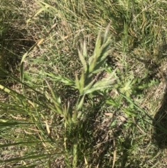 Bromus hordeaceus at Griffith, ACT - 19 Nov 2022