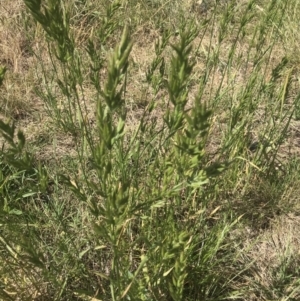 Bromus hordeaceus at Griffith, ACT - 19 Nov 2022 06:39 AM