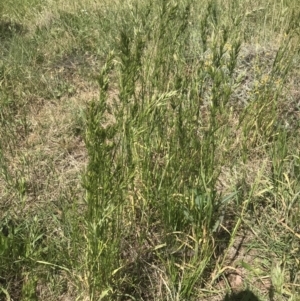 Bromus hordeaceus at Griffith, ACT - 19 Nov 2022 06:39 AM