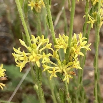 Pimelea curviflora (Curved Rice-flower) at Kowen, ACT - 19 Nov 2022 by Komidar