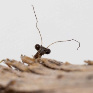 Mantidae (family) adult or nymph at Jerrabomberra, NSW - suppressed