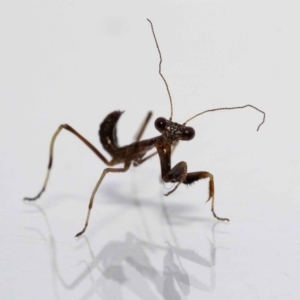 Mantidae (family) adult or nymph at Jerrabomberra, NSW - suppressed