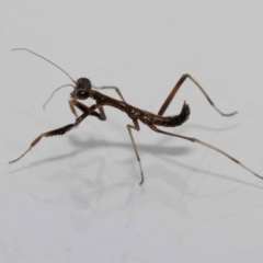 Mantidae (family) adult or nymph at Jerrabomberra, NSW - suppressed