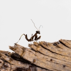 Mantidae (family) adult or nymph at Jerrabomberra, NSW - suppressed