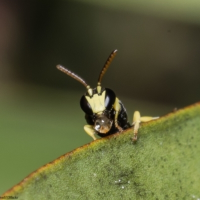 Hylaeus (Gnathoprosopis) euxanthus (Plasterer bee) at Macgregor, ACT - 18 Nov 2022 by Roger