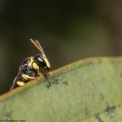 Hylaeus (Gnathoprosopis) euxanthus at Macgregor, ACT - 18 Nov 2022 05:30 PM