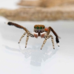 Maratus pavonis (Dunn's peacock spider) at Jerrabomberra, NSW - 18 Nov 2022 by MarkT